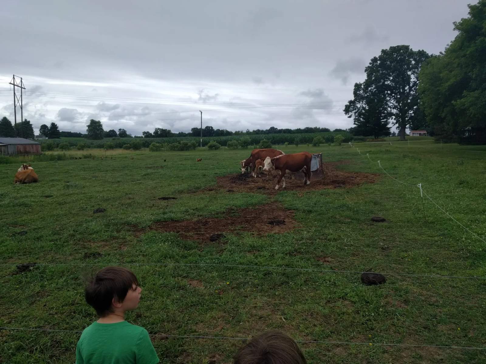 Morning Star Family Farm, LLC — photo 1